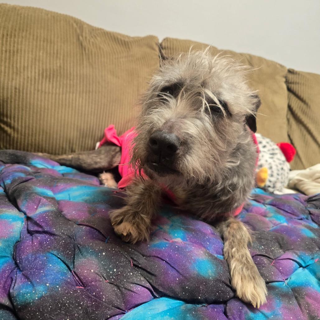 Enlarge Fiji, a Adoptable mixed breed in Cartersville, GA image 4/4