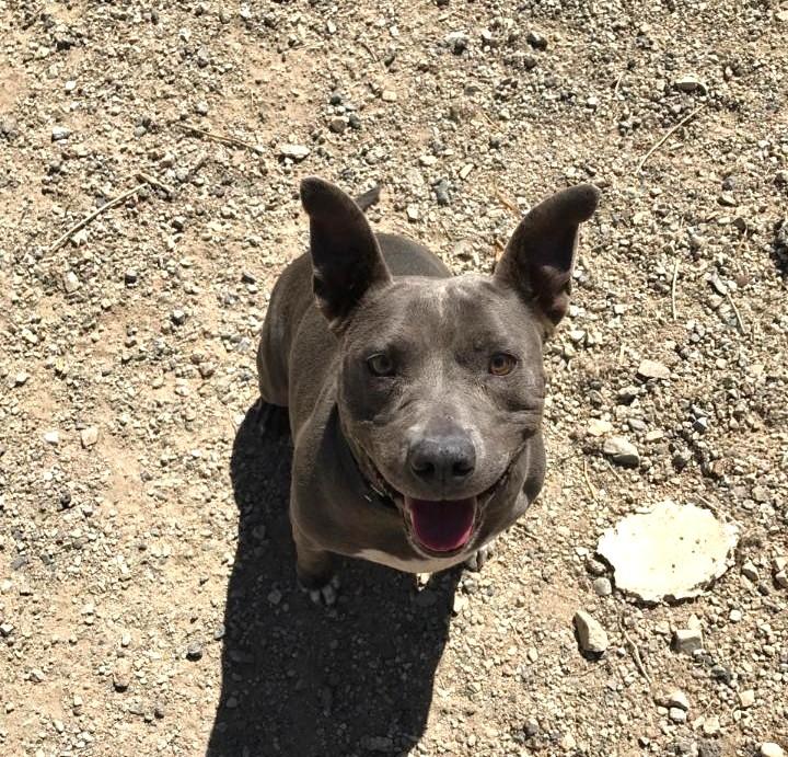 Cordelia — thumbnail 4