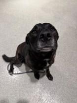 Bear, adoptable, Adult Male Mixed Breed.