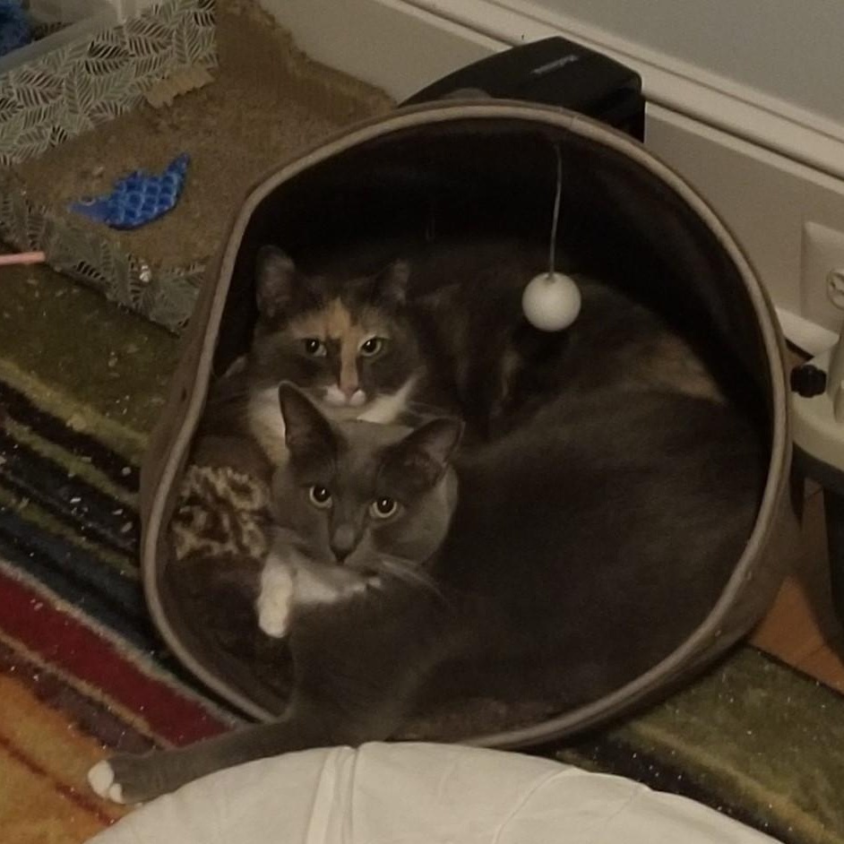 Enlarge Dahlia, a Adoptable mixed breed in Baltimore, MD image 3/4