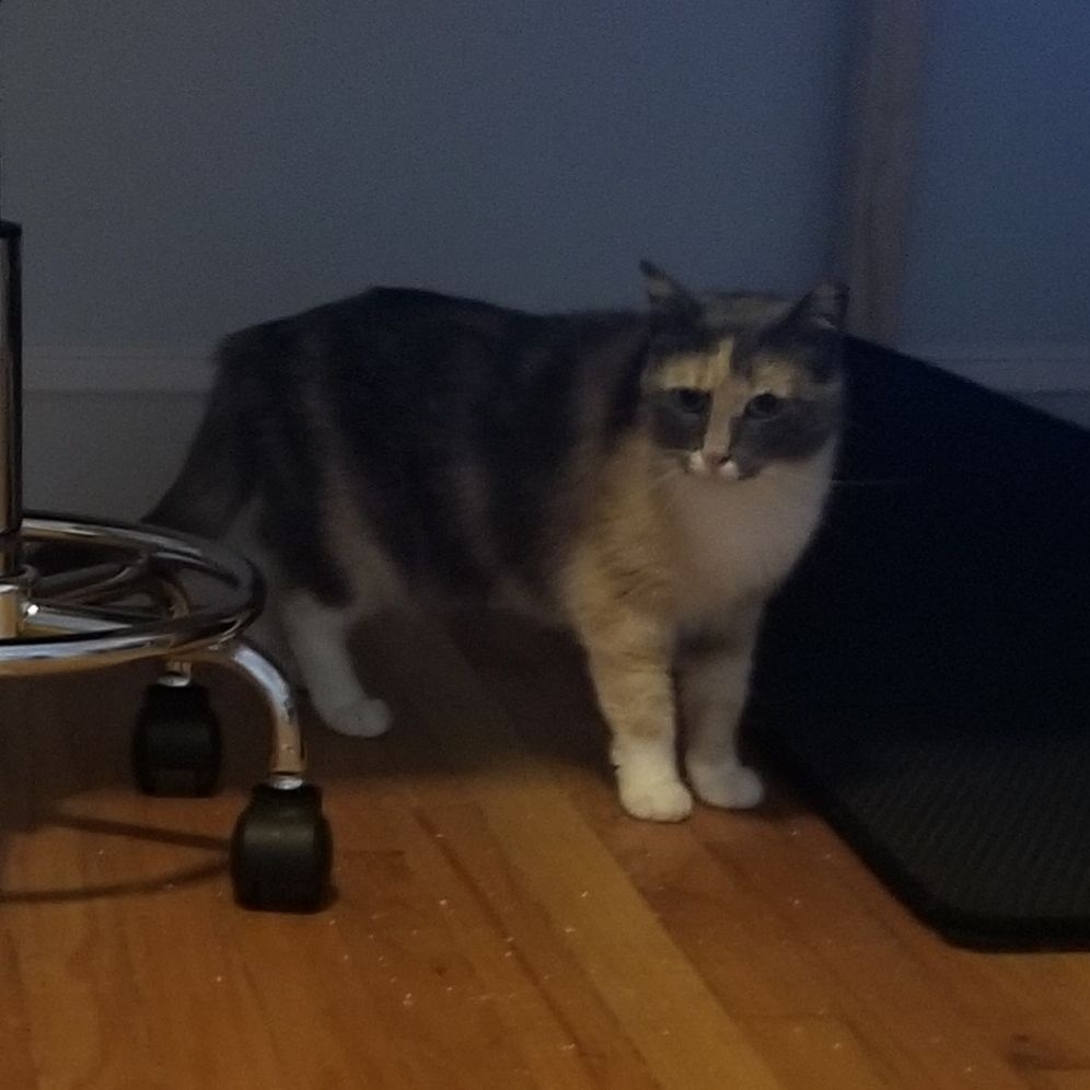 Enlarge Dahlia, a Adoptable mixed breed in Baltimore, MD image 2/4