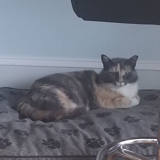 Enlarge Dahlia, a Adoptable mixed breed in Baltimore, MD image 1/4