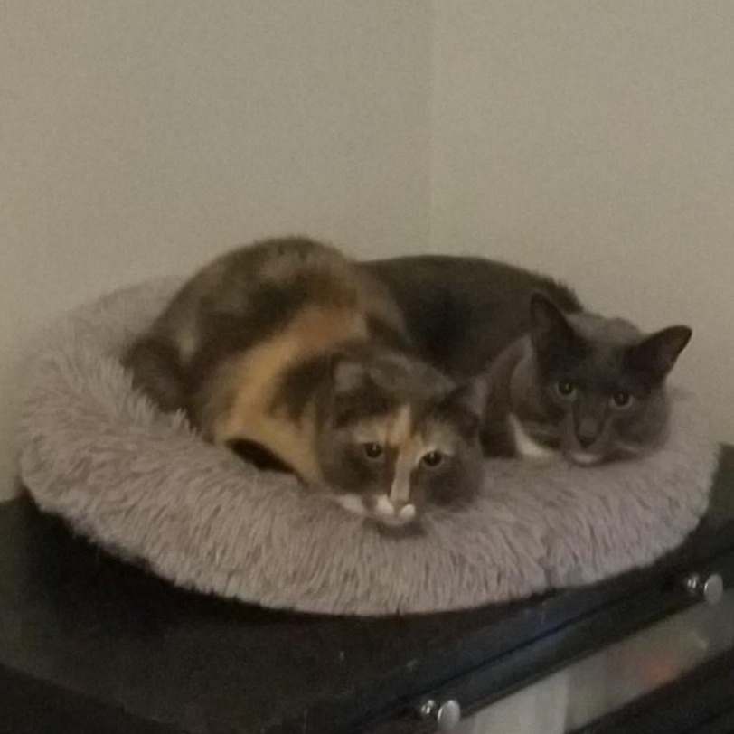 Enlarge Dahlia, a Adoptable mixed breed in Baltimore, MD image 4/4