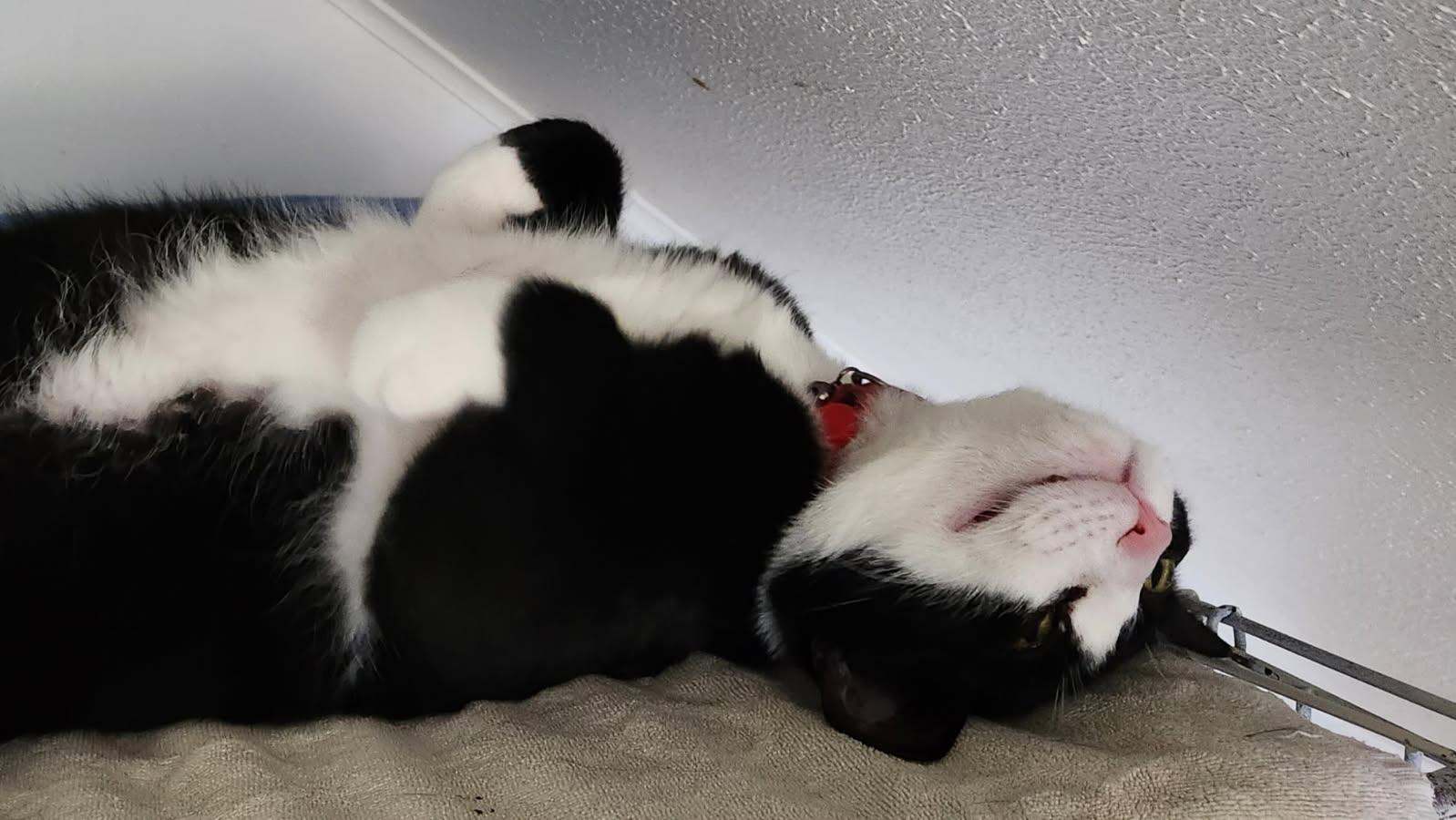 Enlarge Poppi, a Adopted Domestic Short Hair in Chilliwack, BC image 2/2