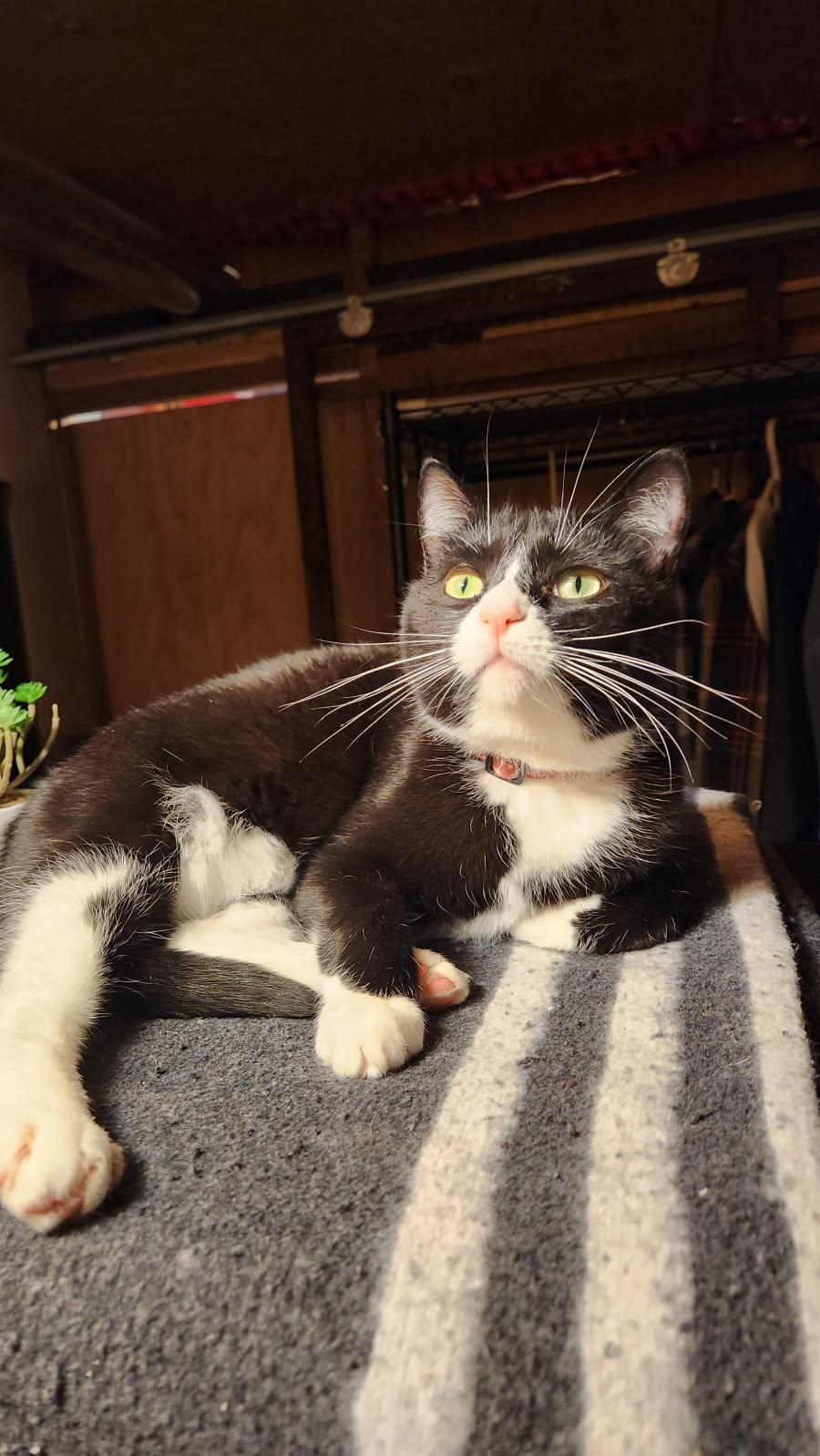 Poppi, Adopted, Adult Female Domestic Short Hair.