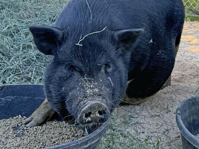 PEBBLES, Adoptable, Young Female Pig.