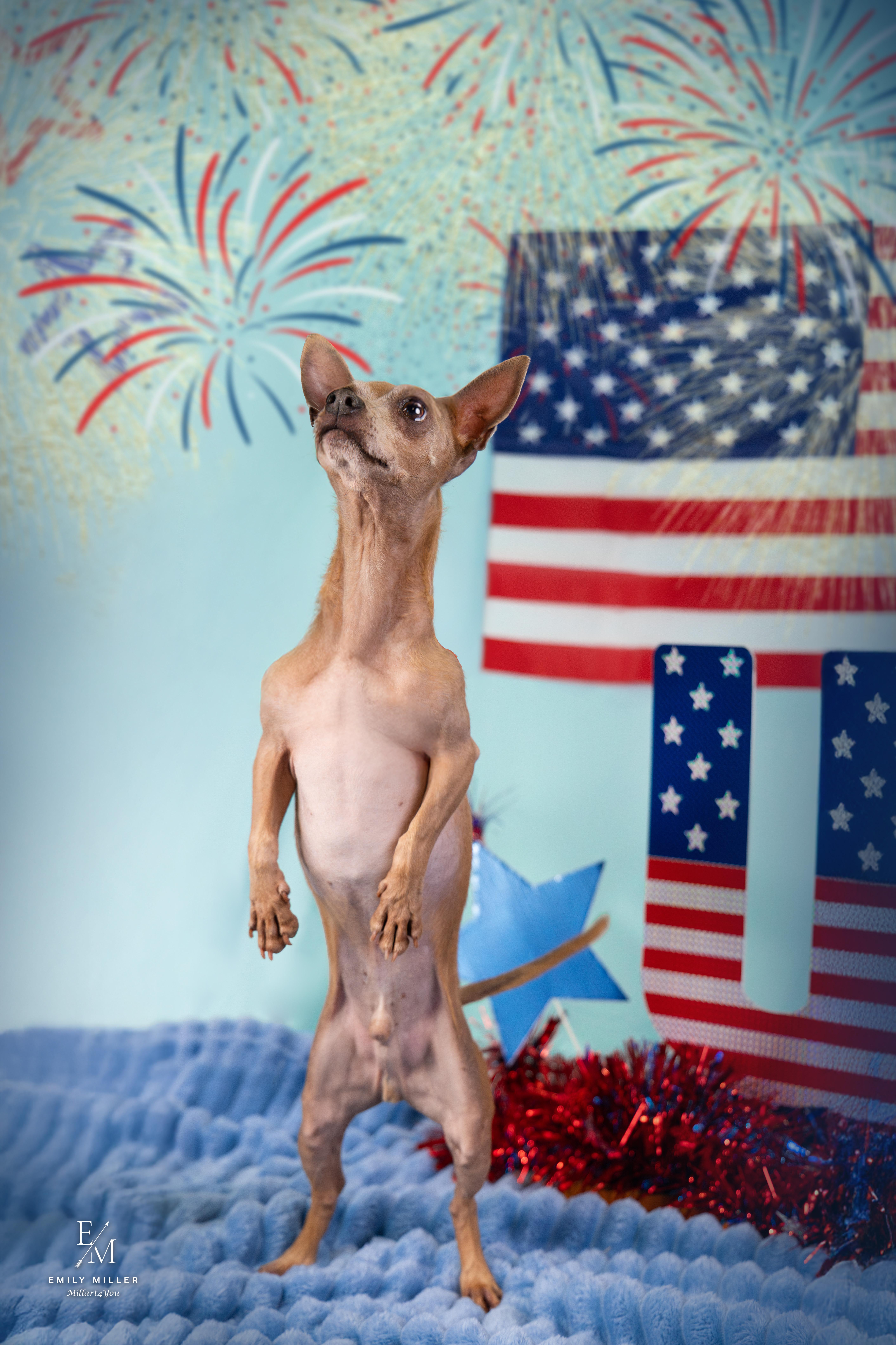 Tango, a ADOPTABLE Chihuahua in Phoenix, AZ image 2/6