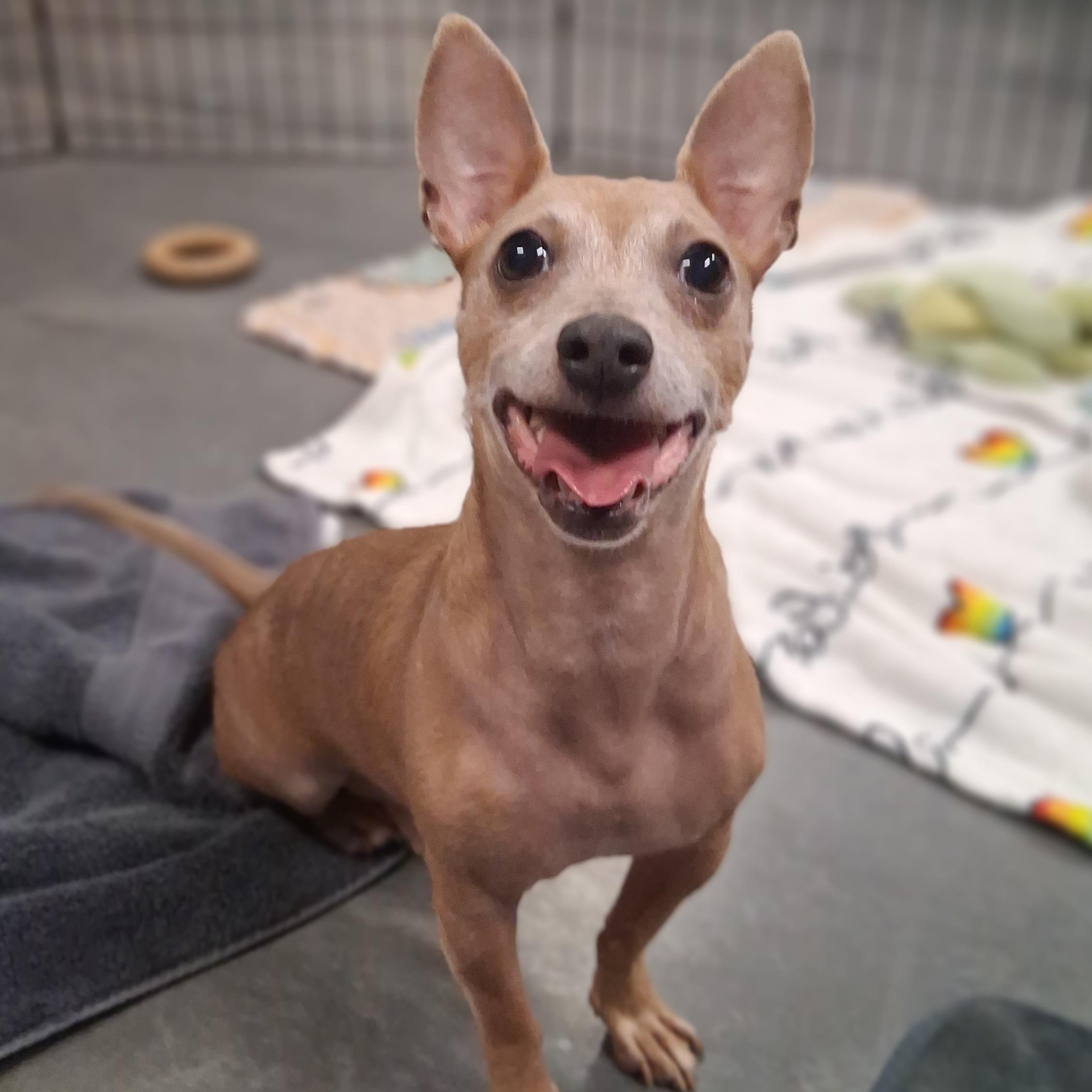 Enlarge Tango, a ADOPTABLE Chihuahua in Phoenix, AZ image 4/6