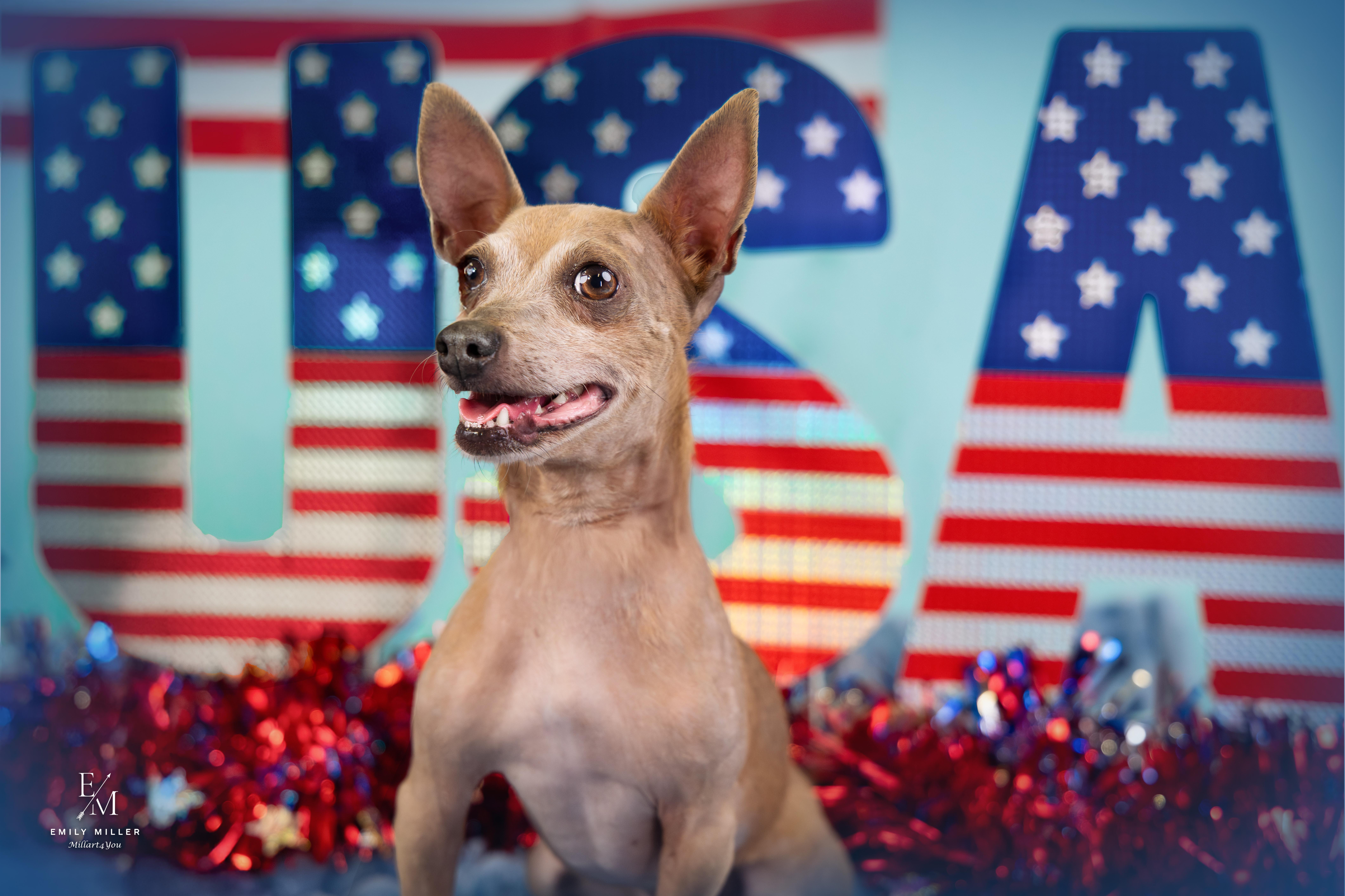 Tango, a ADOPTABLE Chihuahua in Phoenix, AZ image 1/6