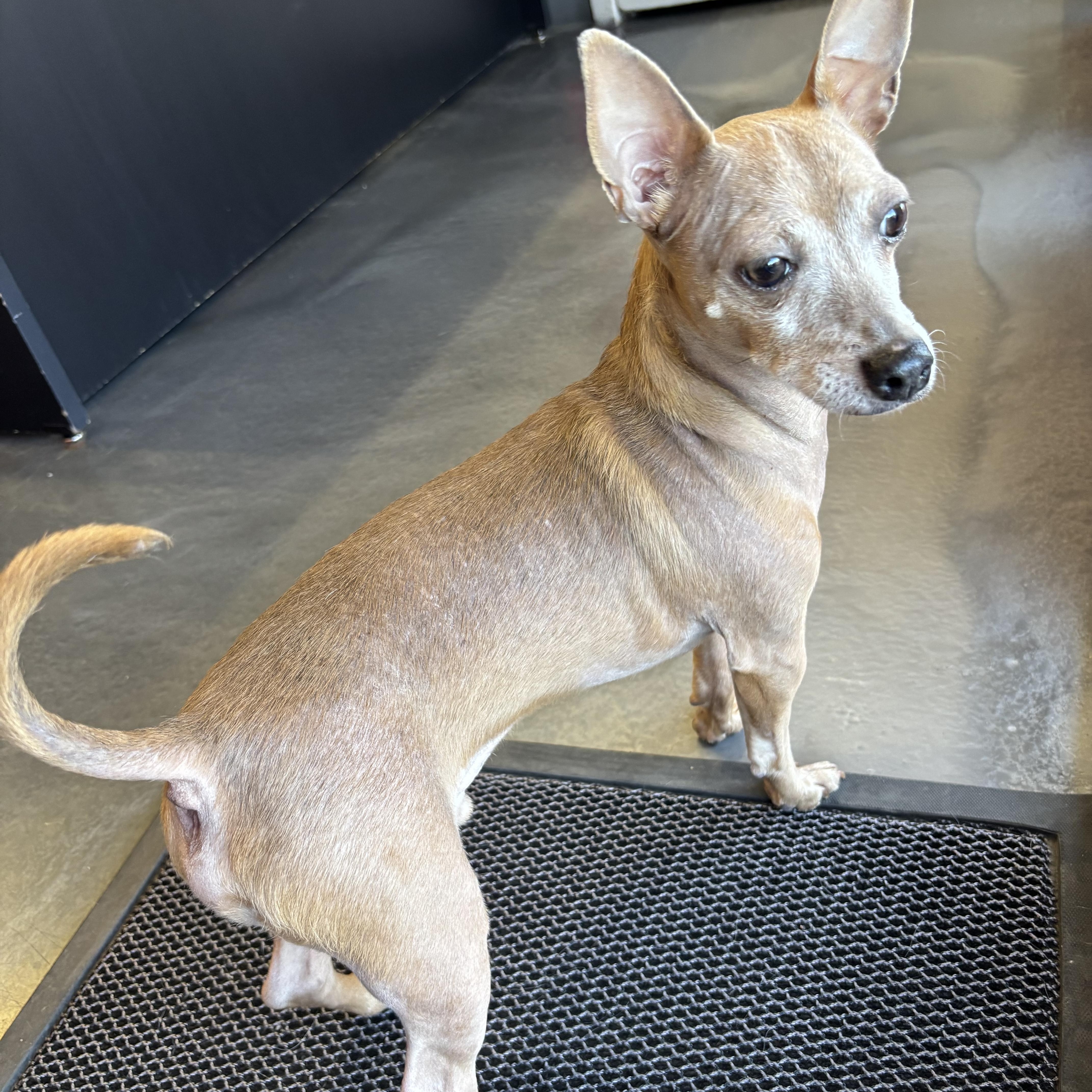 Enlarge Tango, a ADOPTABLE Chihuahua in Phoenix, AZ image 6/6