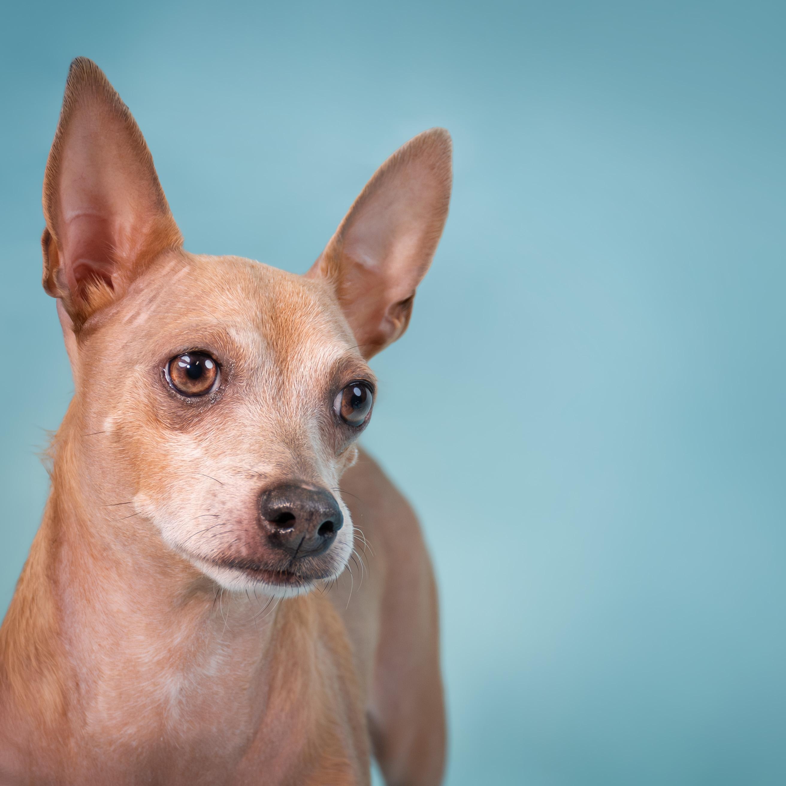 Enlarge Tango, a ADOPTABLE Chihuahua in Phoenix, AZ image 2/6