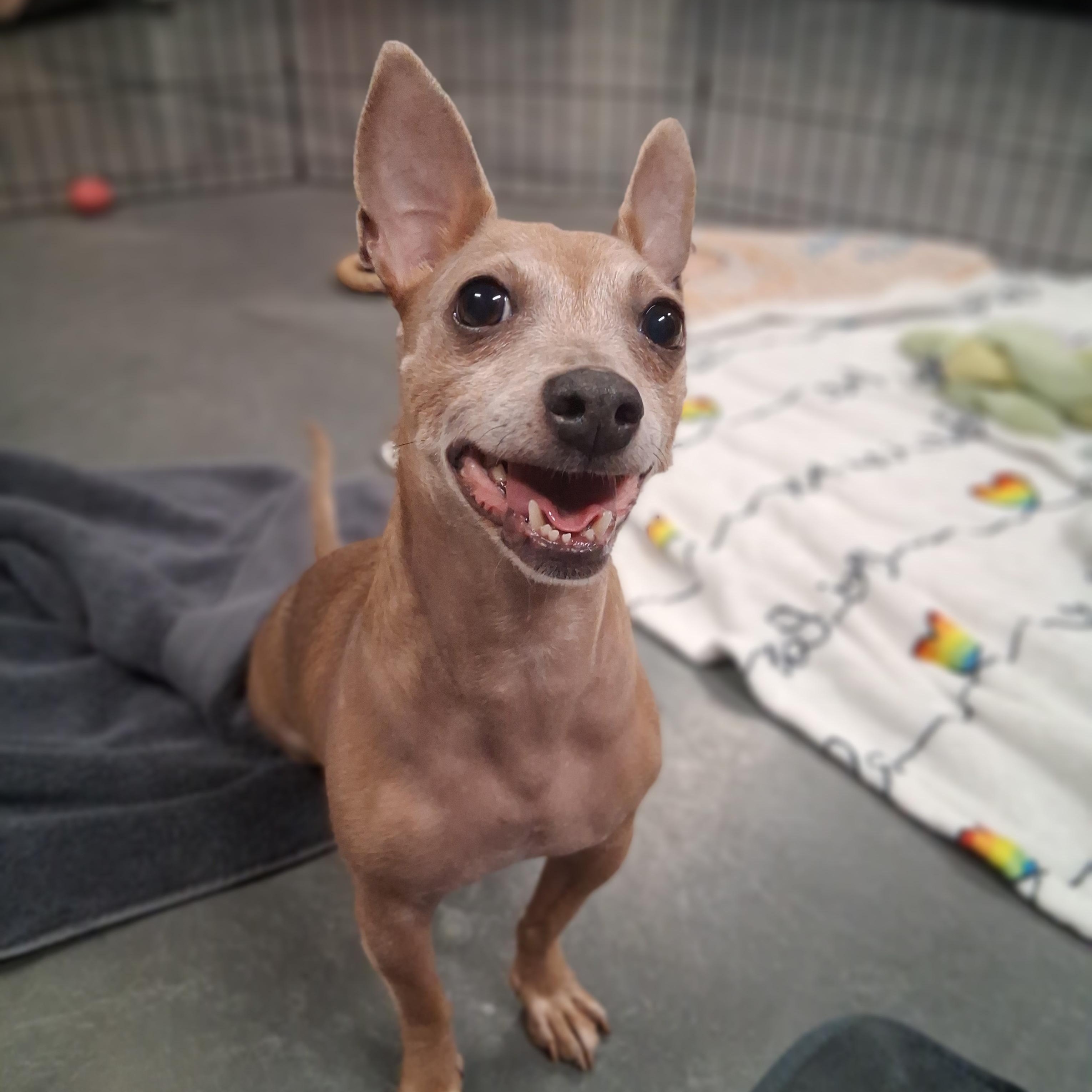 Enlarge Tango, a ADOPTABLE Chihuahua in Phoenix, AZ image 3/6