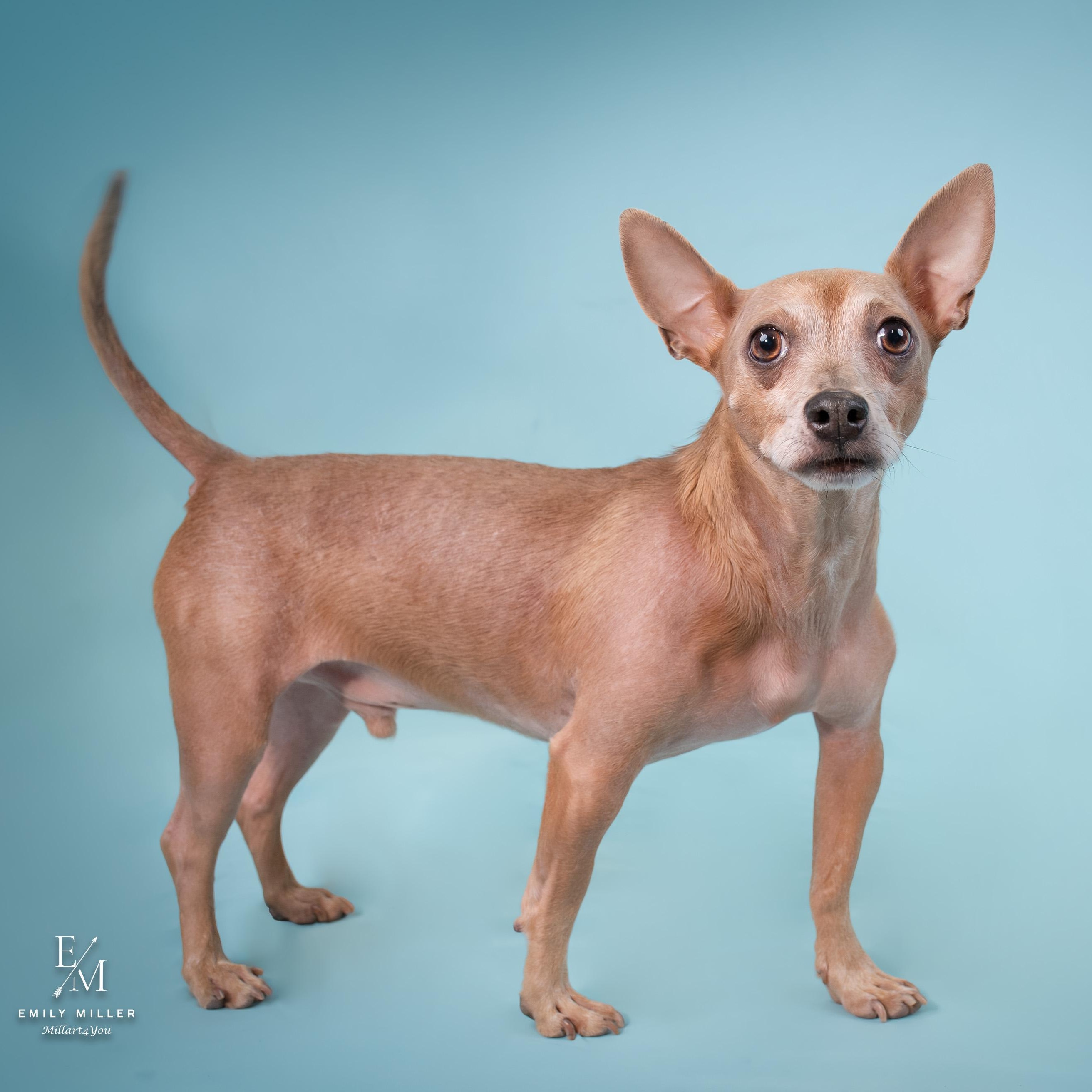Enlarge Tango, a ADOPTABLE Chihuahua in Phoenix, AZ image 5/6