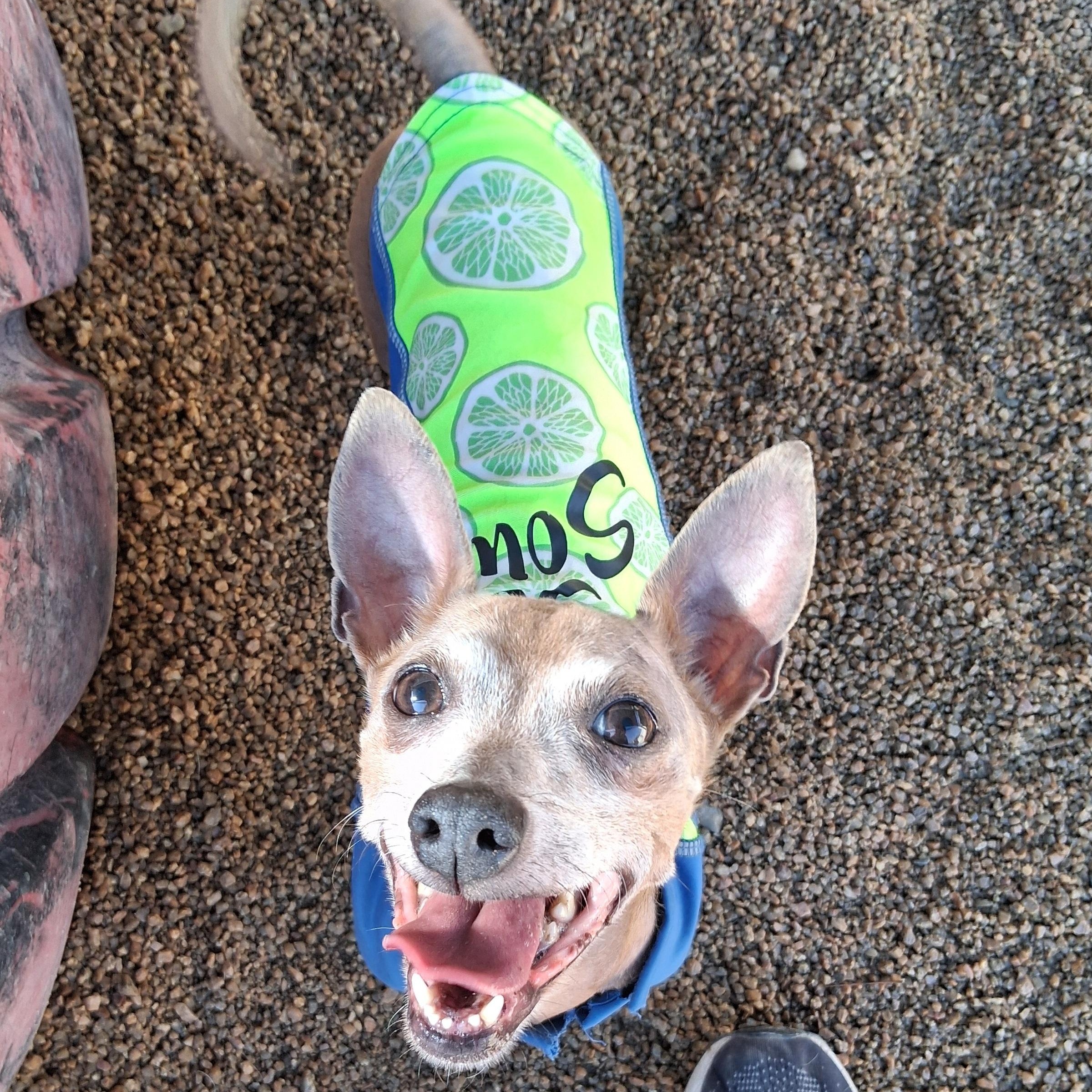 Tango, ADOPTABLE, Senior Male Chihuahua.