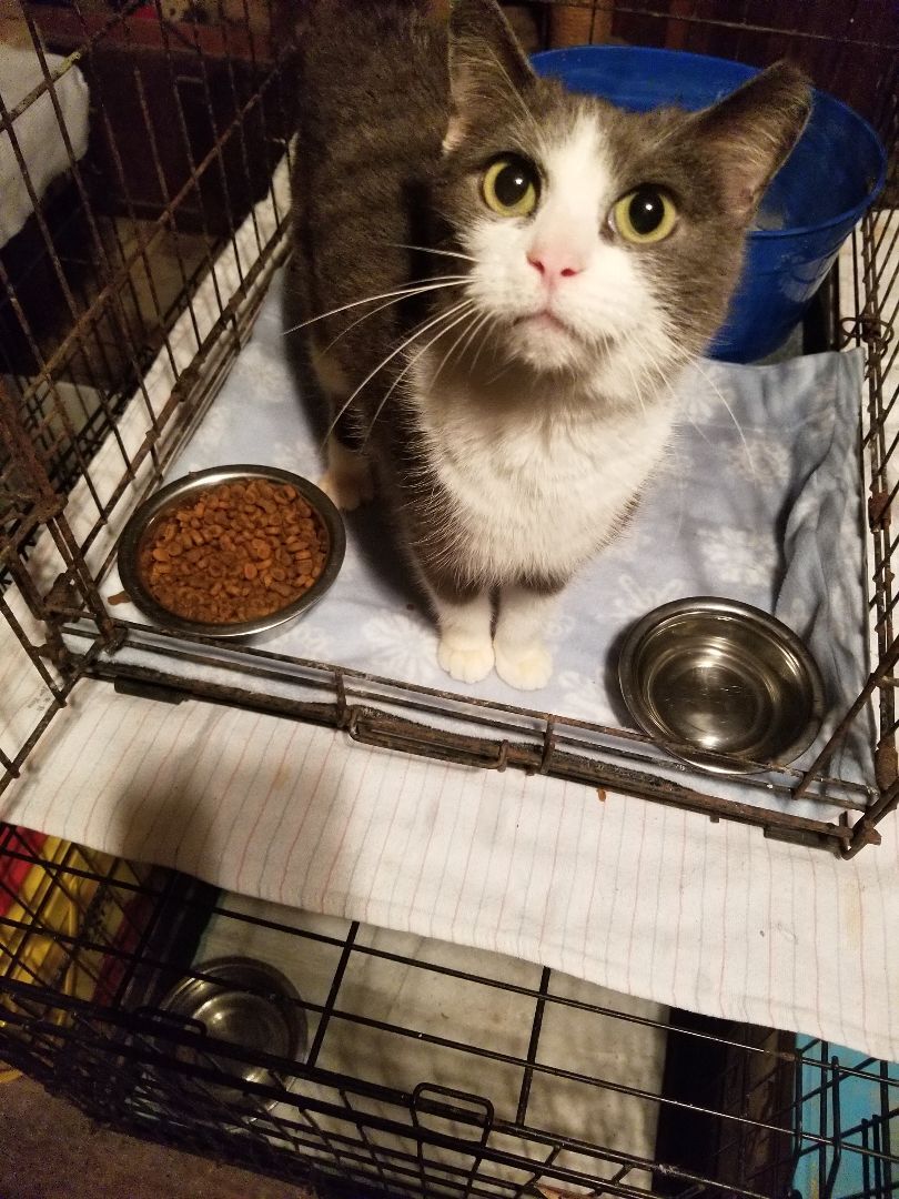 Misty, a Adoptable mixed breed in Monroe, TN image 1/2