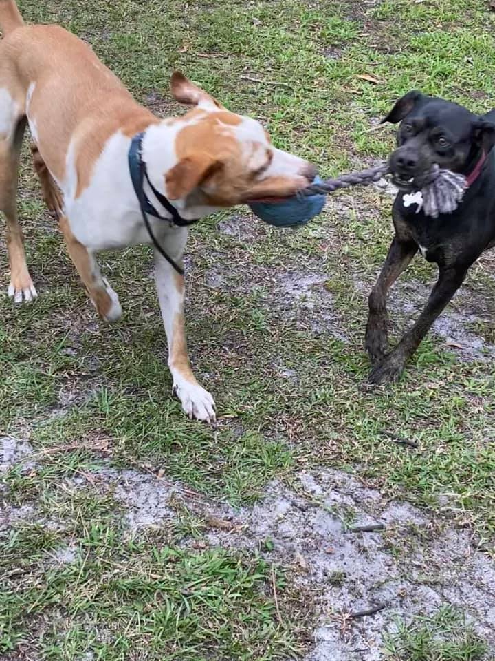 Benji, a Adoptable mixed breed in Palm City, FL image 1/12