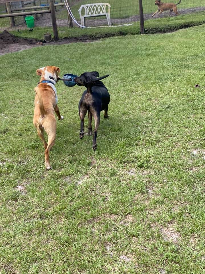 Benji, a Adoptable mixed breed in Palm City, FL image 2/12