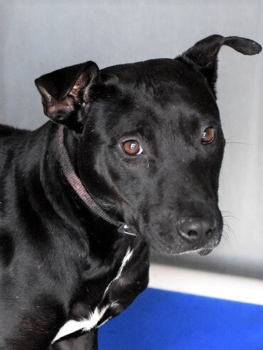 Benji, a Adoptable mixed breed in Palm City, FL image 3/12