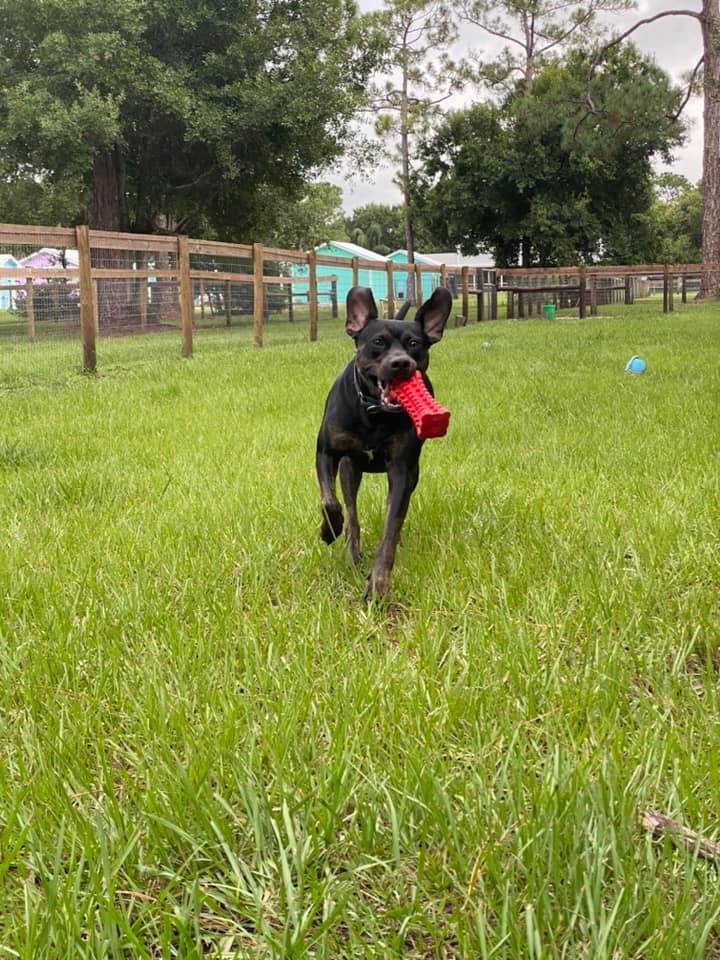 Benji, a Adoptable mixed breed in Palm City, FL image 4/12