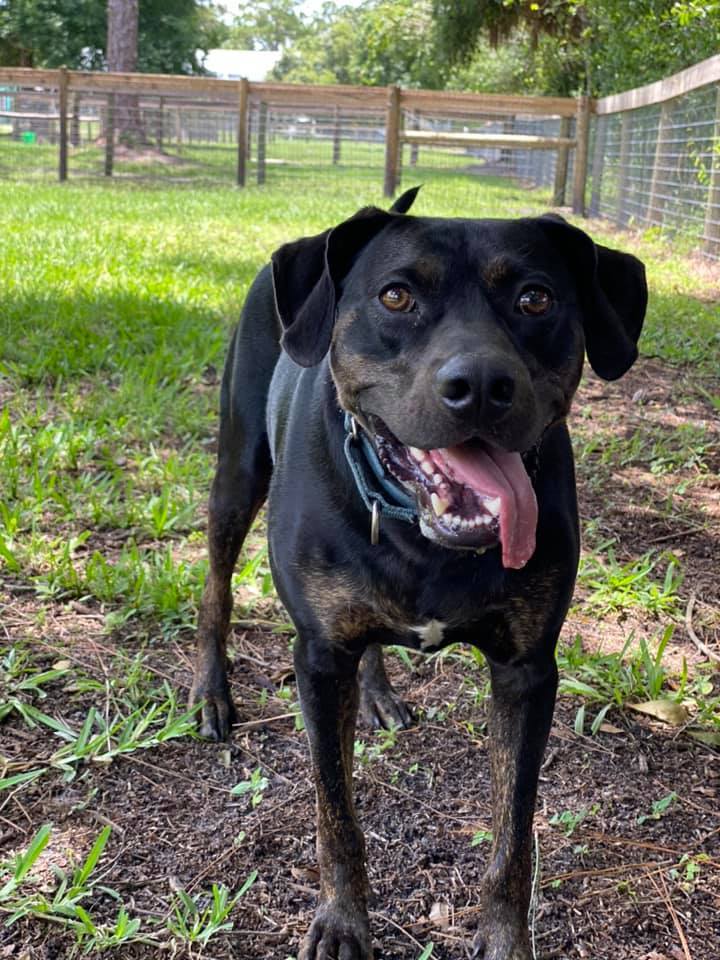 Benji, a Adoptable mixed breed in Palm City, FL image 5/12