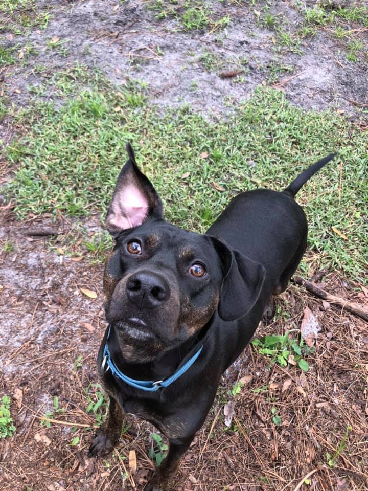 Benji, a Adoptable mixed breed in Palm City, FL image 6/12