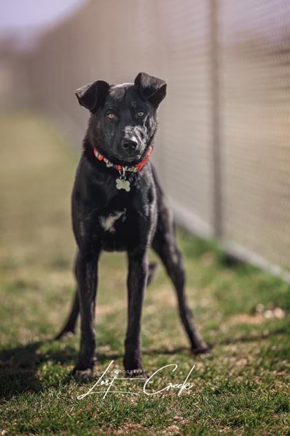 Saturn `Violet`, Adoptable, Young Female Border Collie & Mixed Breed.