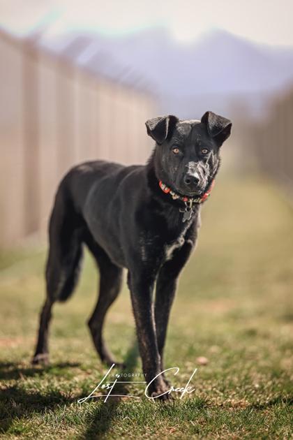 Enlarge Saturn `Violet`, a Adoptable mixed breed in Kalispell, MT image 1/3