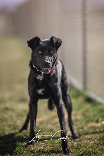Enlarge Saturn `Violet`, a Adoptable mixed breed in Kalispell, MT image 2/3