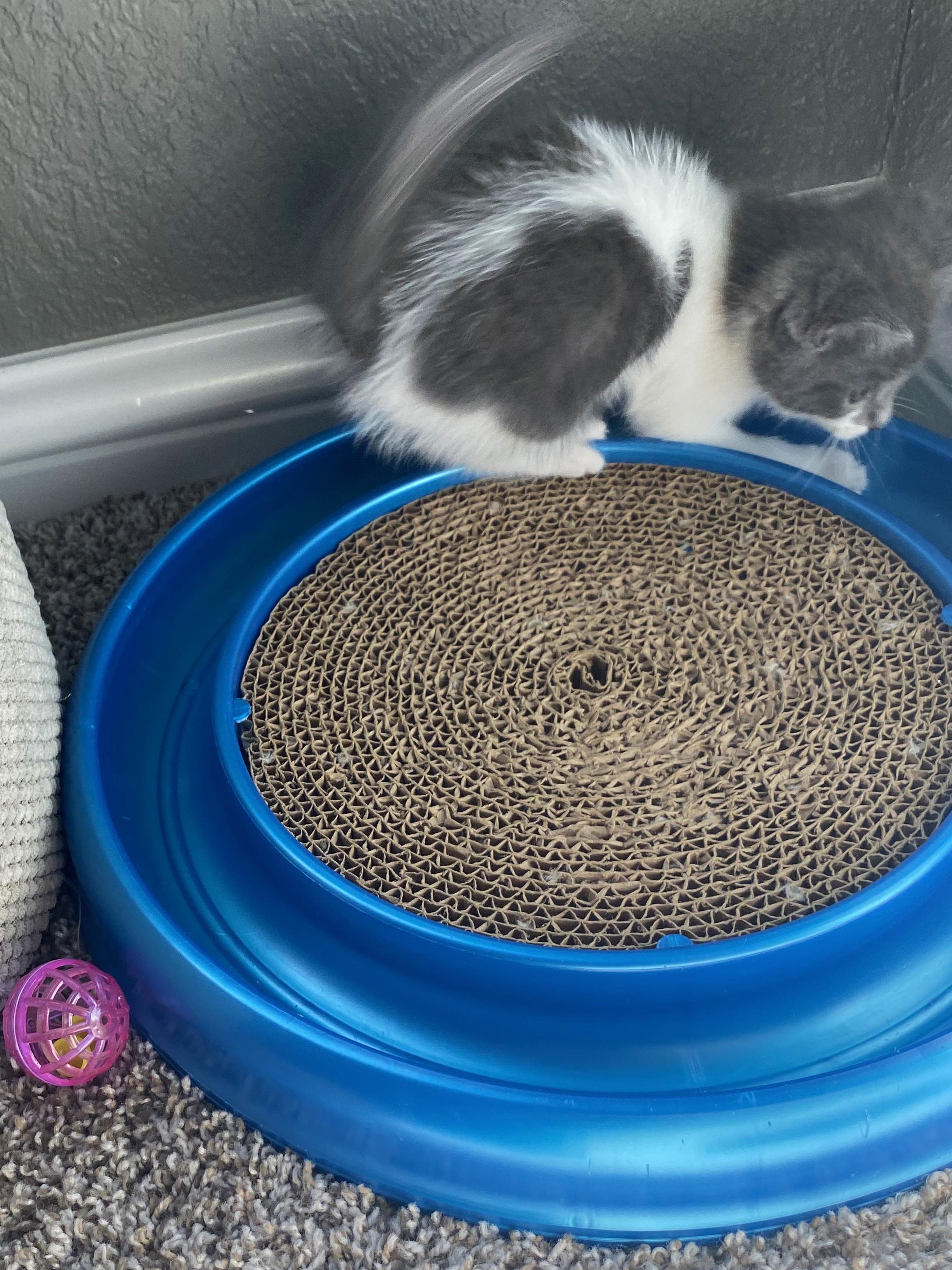 Martin, ADOPTABLE, Kitten Male Domestic Short Hair.