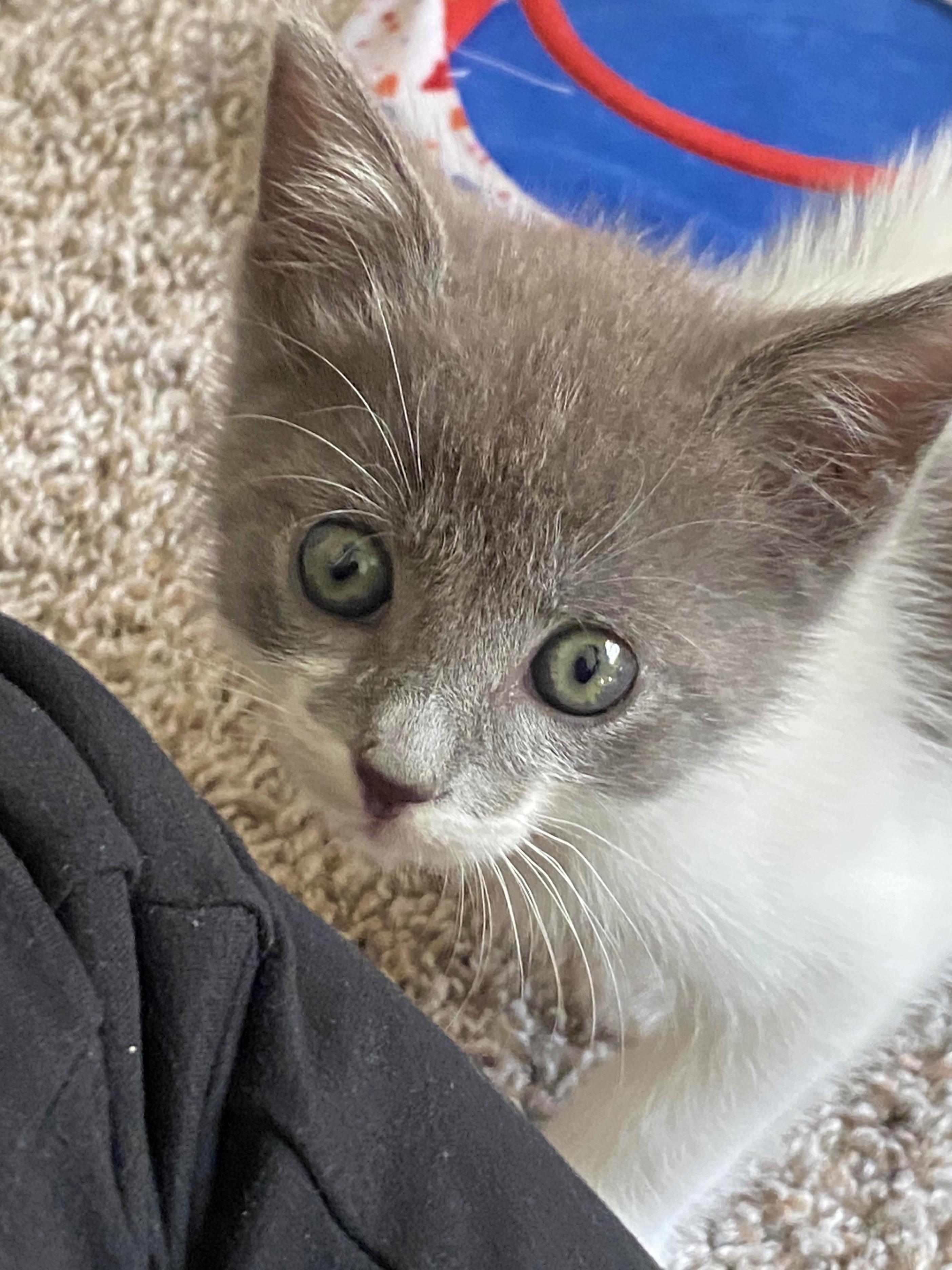 Martin, ADOPTABLE, Kitten Male Domestic Short Hair.