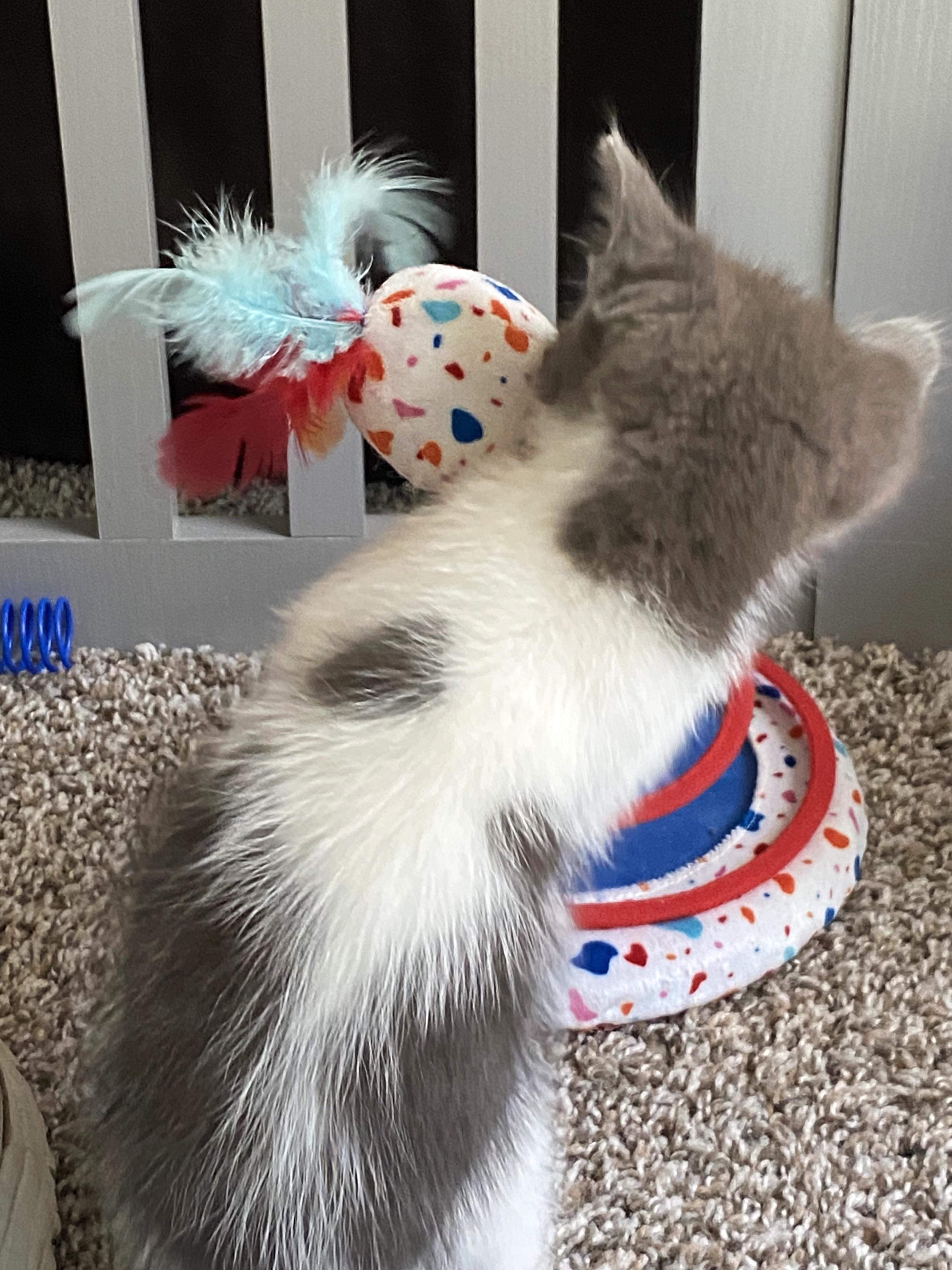 Enlarge Martin, a ADOPTABLE Domestic Short Hair in College Station, TX image 3/6