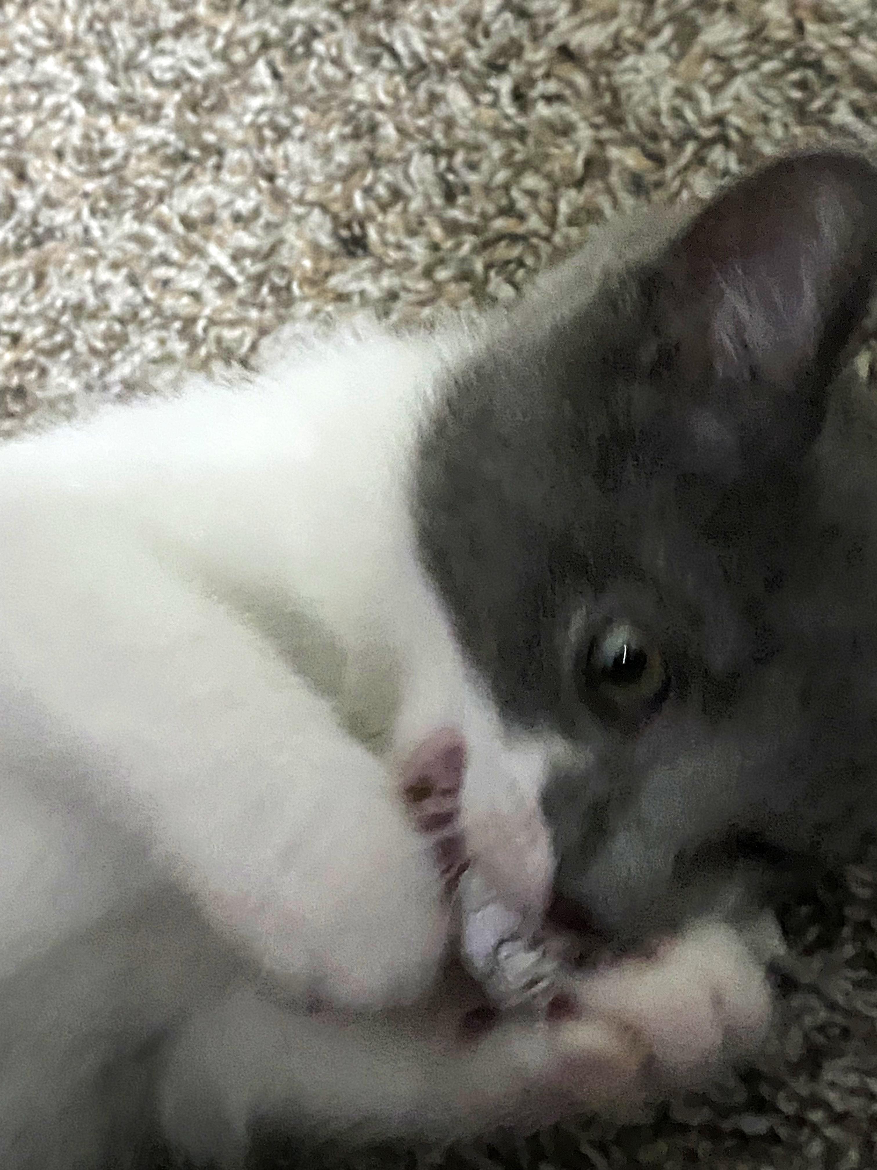 Enlarge Martin, a ADOPTABLE Domestic Short Hair in College Station, TX image 4/6