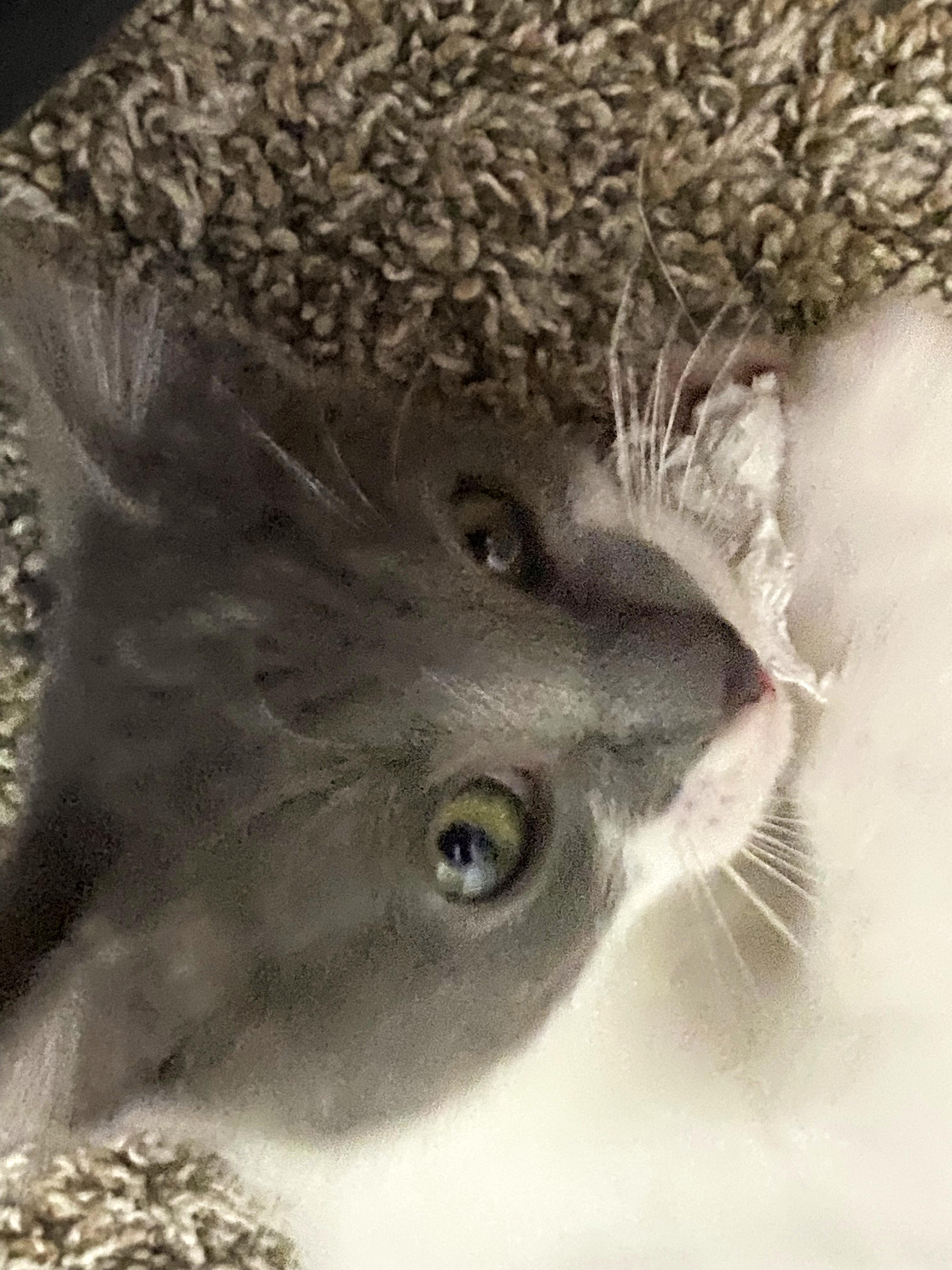 Enlarge Martin, a ADOPTABLE Domestic Short Hair in College Station, TX image 5/6