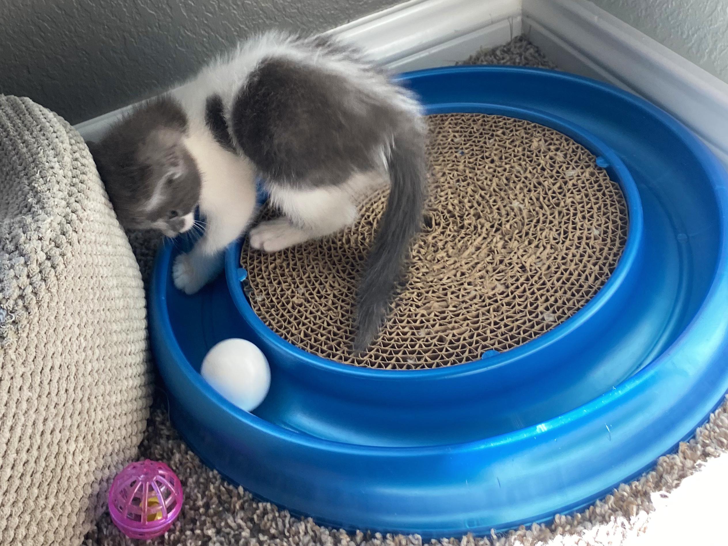 Enlarge Martin, a ADOPTABLE Domestic Short Hair in College Station, TX image 6/6