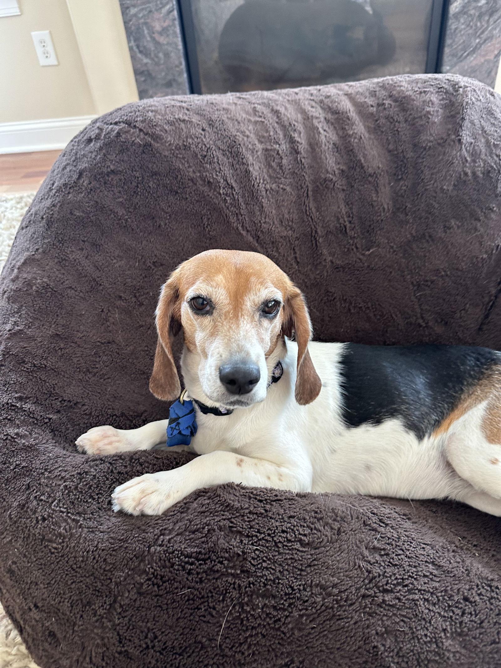 Enlarge Lucy, a Adoptable Beagle in Doylestown, PA image 2/3