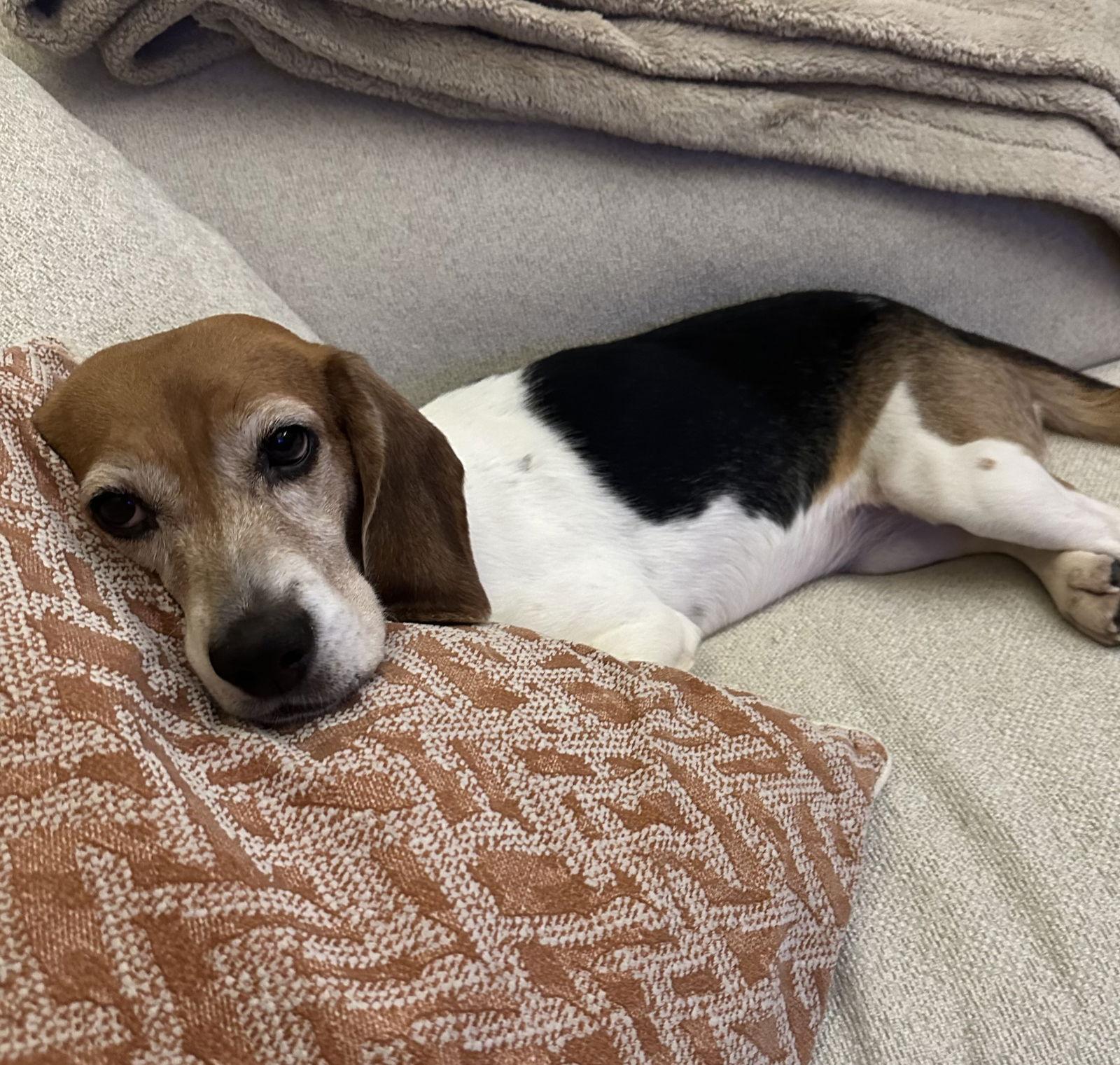 Lucy, Adoptable, Adult Female Beagle.