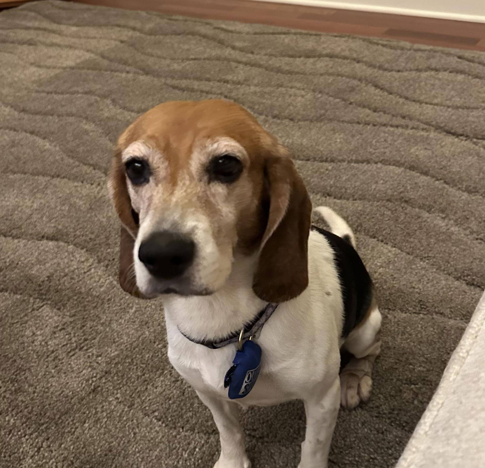 Enlarge Lucy, a Adoptable Beagle in Doylestown, PA image 2/3