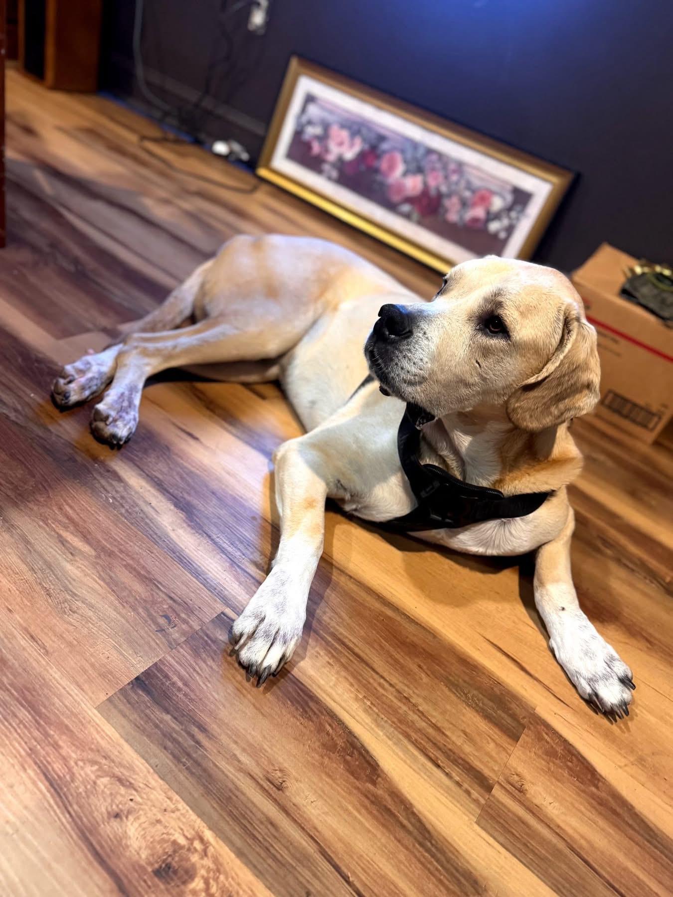 Shilo, ADOPTABLE, Adult Male Labrador Retriever.