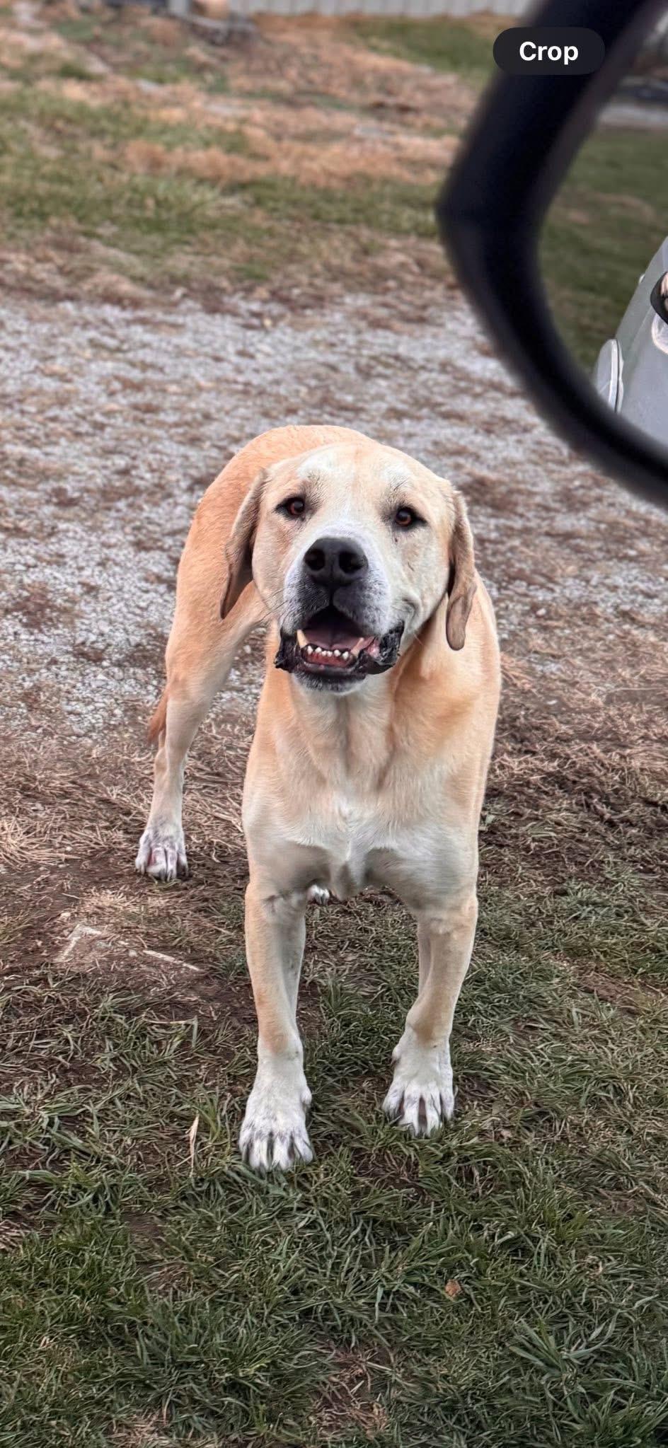 Enlarge Shilo, a ADOPTABLE mixed breed in Louisville, KY image 2/2