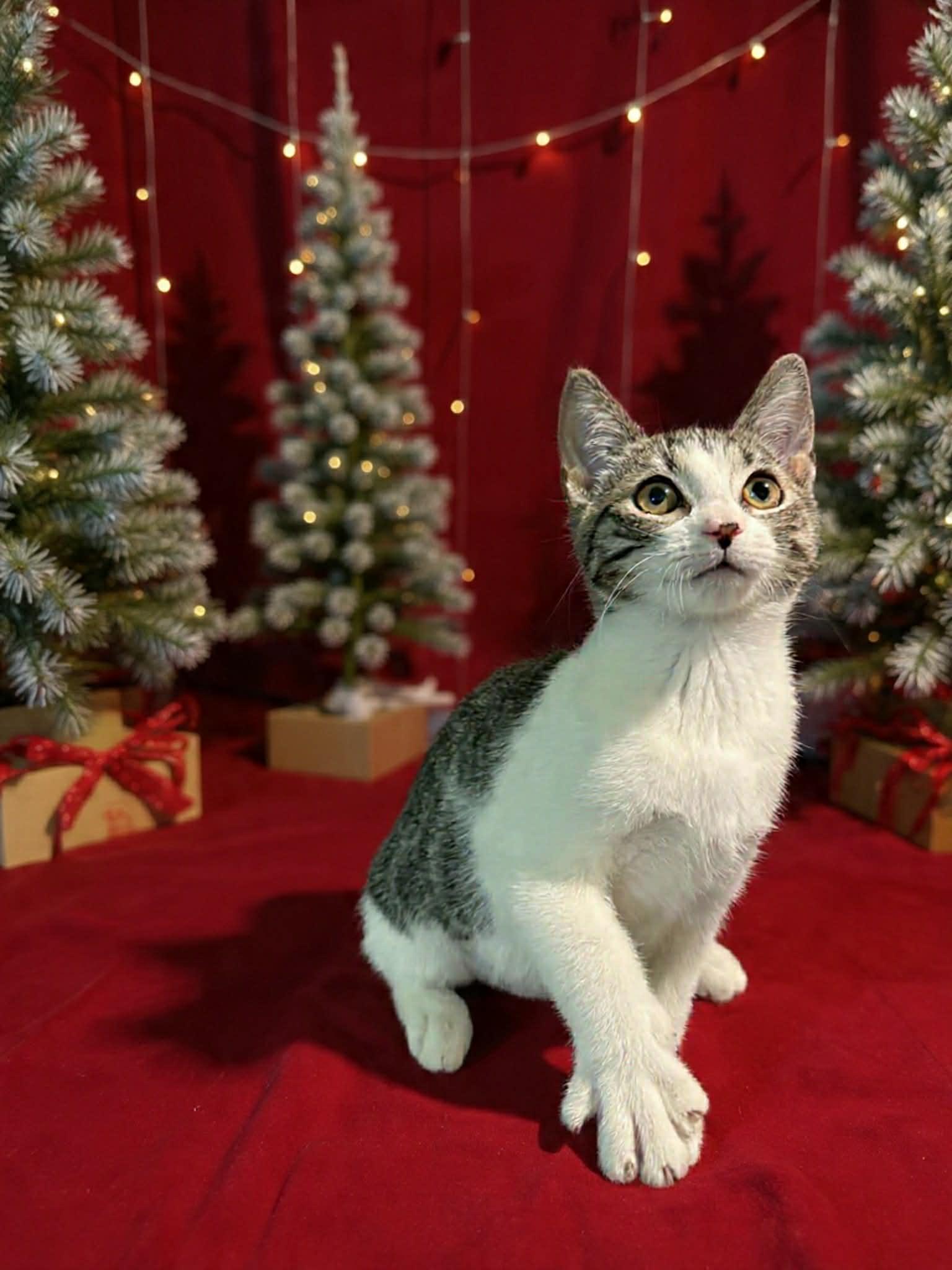 Genel, ADOPTABLE, Young Female Domestic Short Hair.