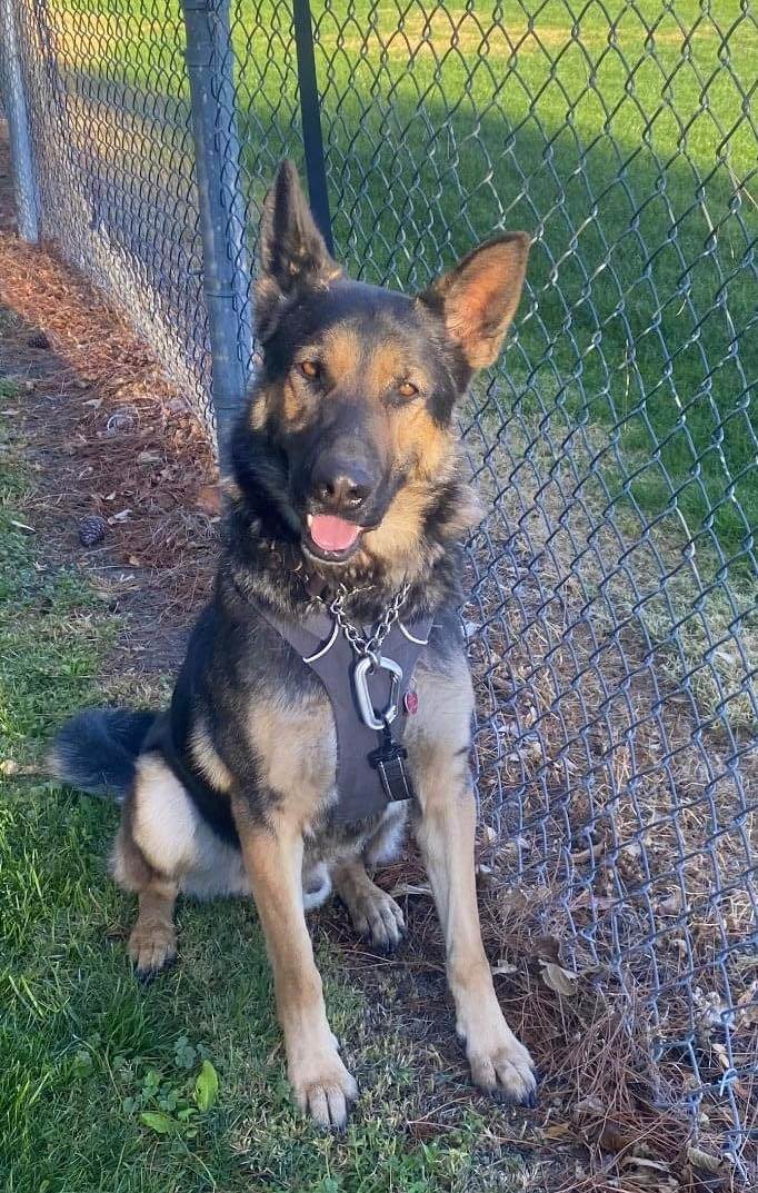 Max, a Adoptable German Shepherd Dog in Agua Dulce, CA image 1/5