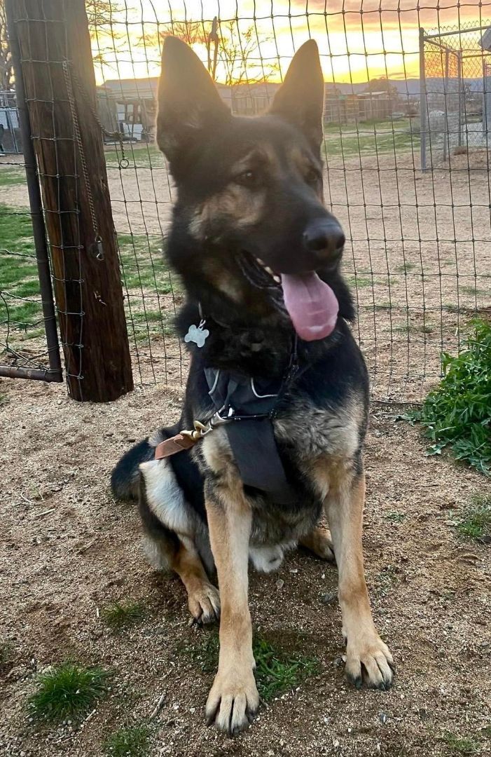 Max, a Adoptable German Shepherd Dog in Agua Dulce, CA image 4/5