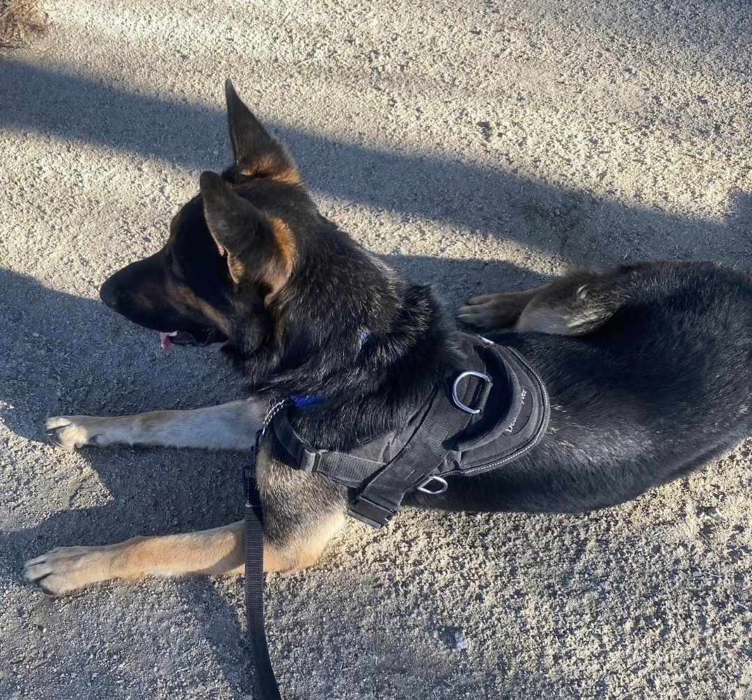 Max, a Adoptable German Shepherd Dog in Agua Dulce, CA image 5/5