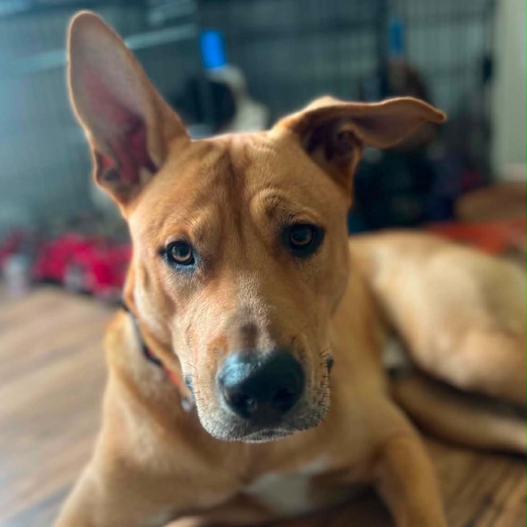 Enlarge Moses, a Adoptable mixed breed in Grand Rapids, MN image 2/3
