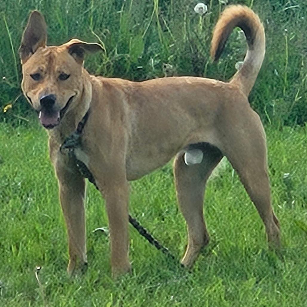 Moses, Adoptable, Young Male Labrador Retriever & Husky.