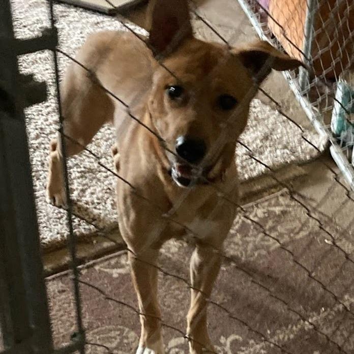 Enlarge Moses, a Adoptable mixed breed in Grand Rapids, MN image 3/3