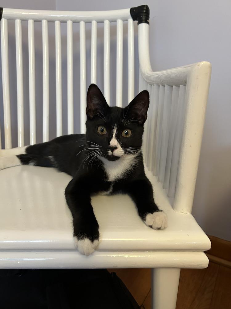 Enlarge Jack kna Mochi, a Adopted American Shorthair in Westwood, NJ image 1/1