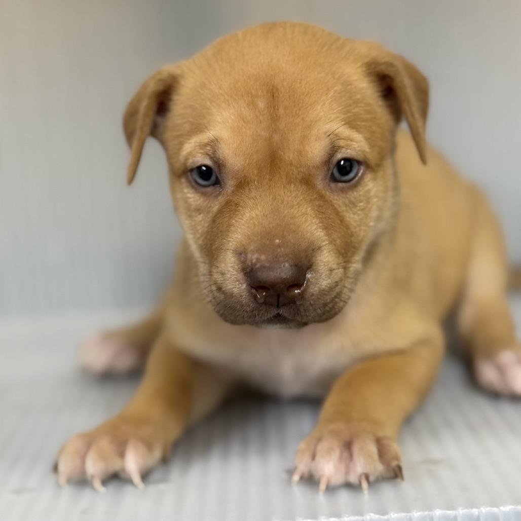 Harper, Adoptable, Puppy Female Mixed Breed.