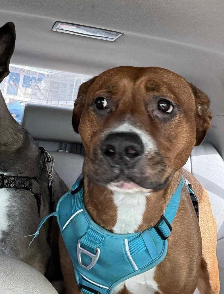 Bear, Adoptable, Adult Female American Staffordshire Terrier & Mixed Breed.