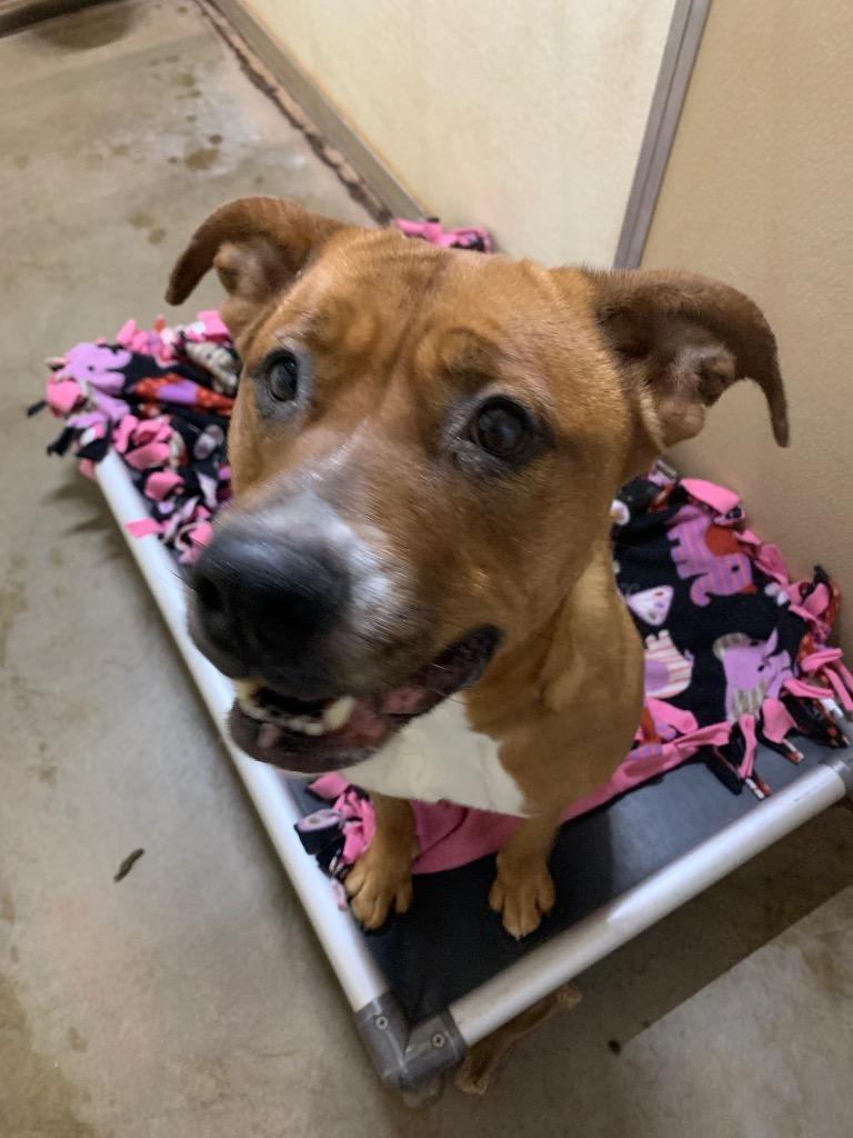 Bear, Adoptable, Adult Female American Staffordshire Terrier & Mixed Breed.